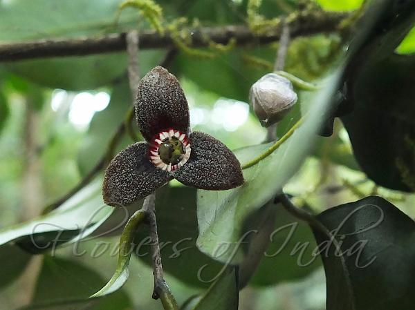 Nilgiri Miliusa